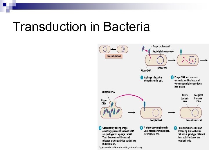 Transduction in Bacteria 