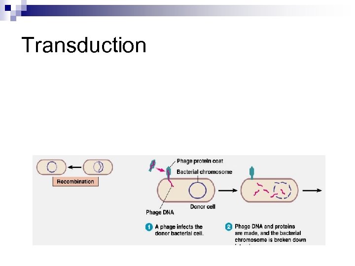 Transduction 