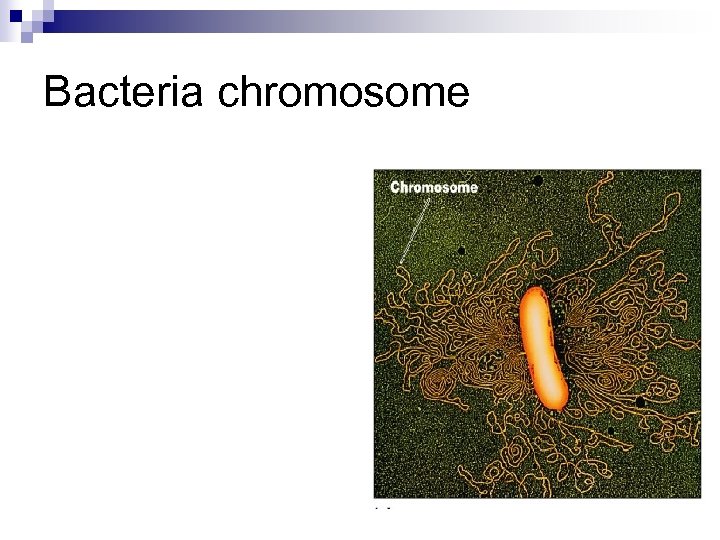 Bacteria chromosome 