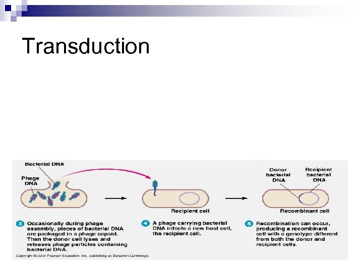 Transduction 