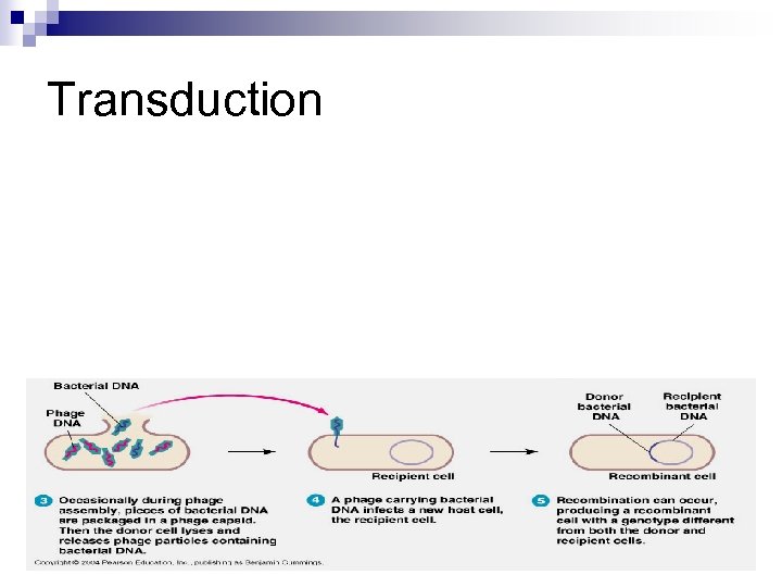 Transduction 