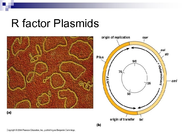R factor Plasmids 