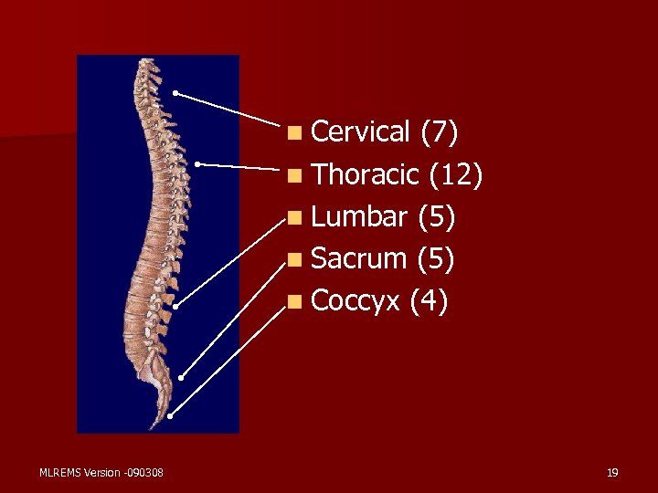 n Cervical (7) n Thoracic (12) n Lumbar (5) n Sacrum (5) n Coccyx