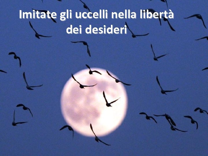 Imitate gli uccelli nella libertà dei desideri 