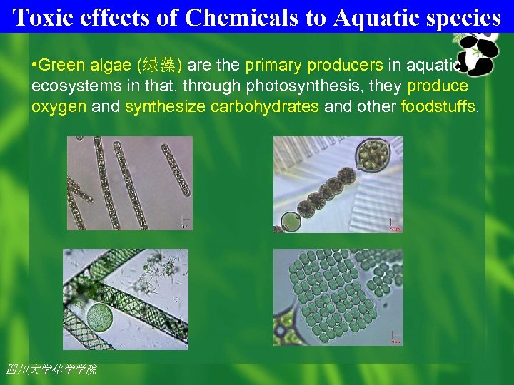 Toxic effects of Chemicals to Aquatic species • Green algae (绿藻) are the primary
