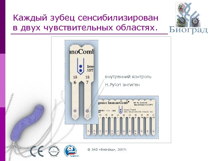 Каждый зубец сенсибилизирован в двух чувствительных областях. внутренний контроль H. Pylori антиген © ЗАО