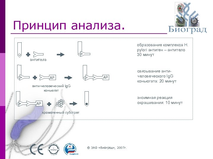 Принцип анализа. образование комплекса H. pylori антиген – антитело 30 минут антитела AP AP