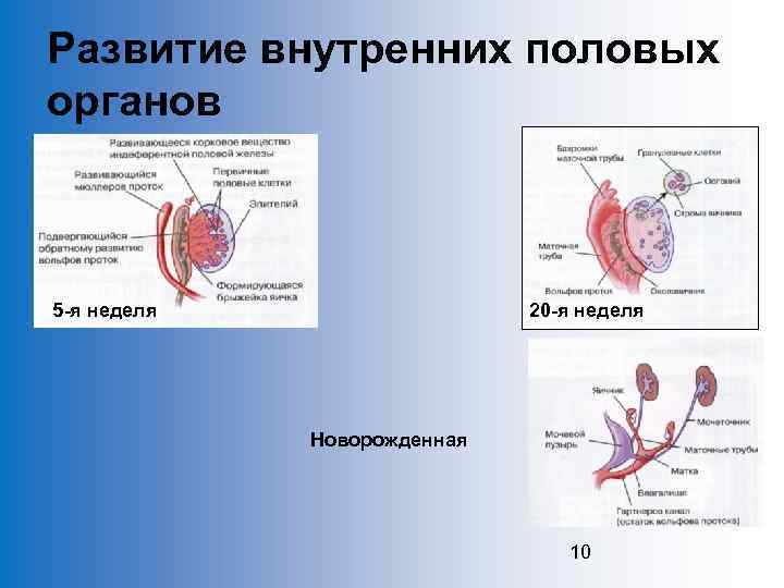 Развитие внутренних половых органов 5 -я неделя 20 -я неделя Новорожденная 10 
