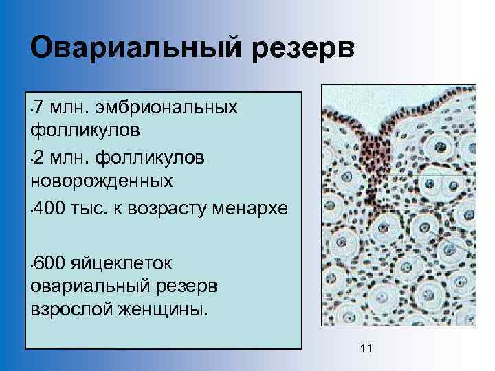 Овариальный резерв 7 млн. эмбриональных фолликулов • 2 млн. фолликулов новорожденных • 400 тыс.