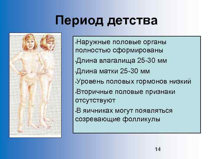 Период детства Наружные половые органы полностью сформированы • Длина влагалища 25 -30 мм •