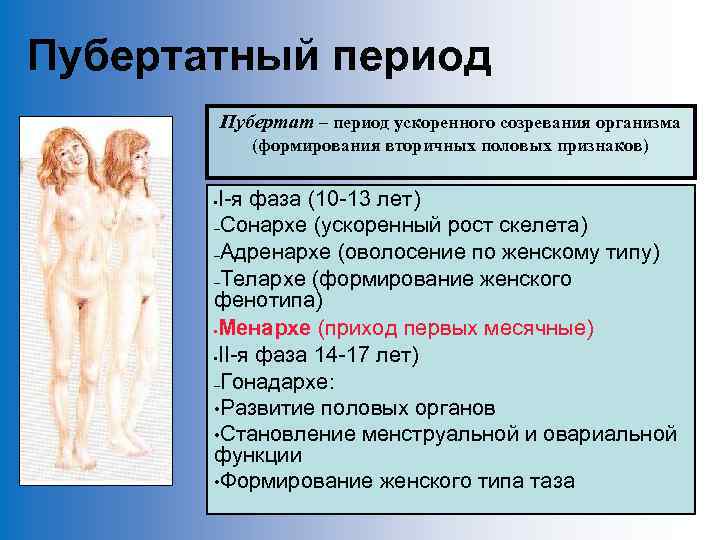 Пубертатный период Пубертат – период ускоренного созревания организма (формирования вторичных половых признаков) I-я фаза