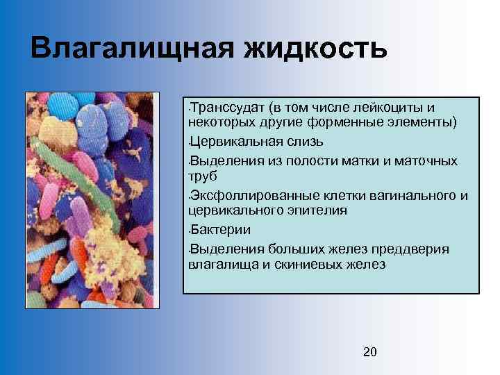 Влагалищная жидкость Транссудат (в том числе лейкоциты и некоторых другие форменные элементы) • Цервикальная
