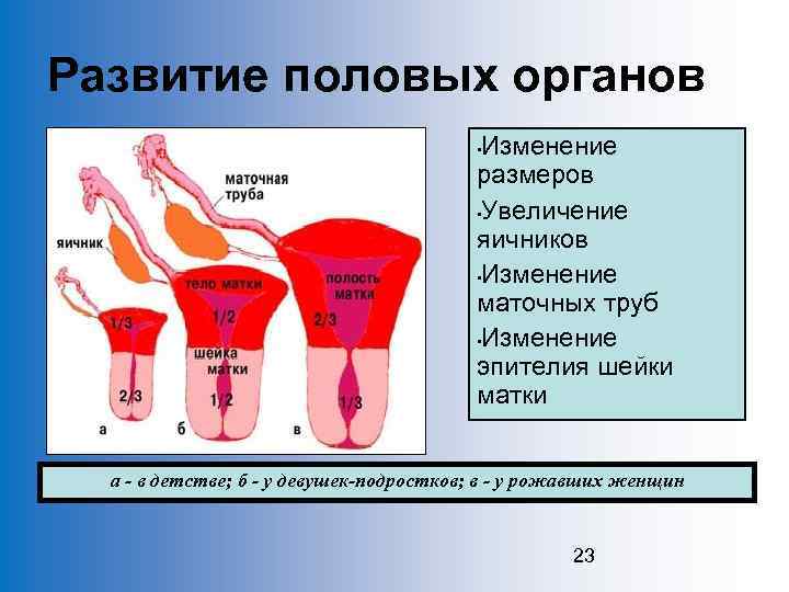 Обозначьте на предложенной диаграмме органы репродуктивной системы женщины