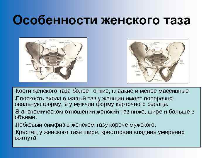 Фото репродуктивной системы женщины строение