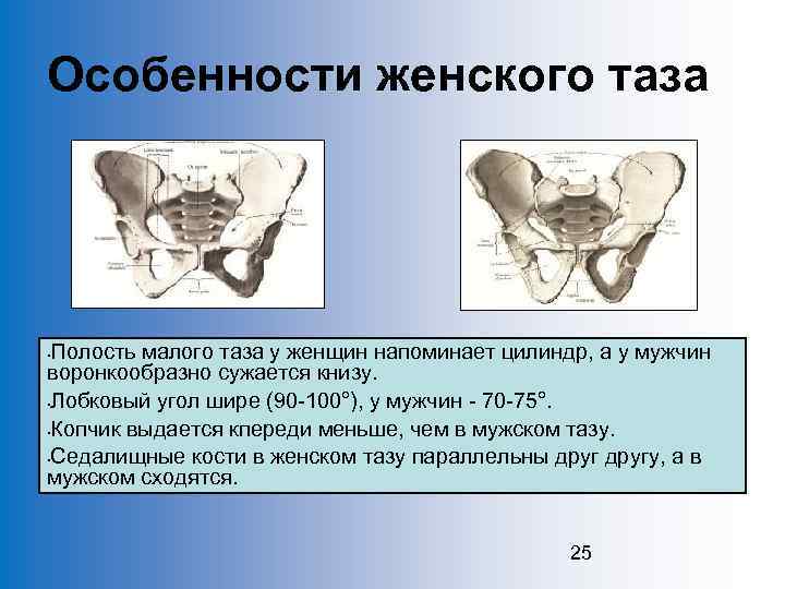 Особенности женского таза Полость малого таза у женщин напоминает цилиндр, а у мужчин воронкообразно