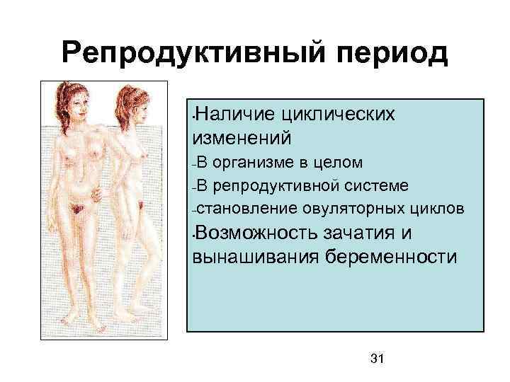 Репродуктивный период Наличие циклических изменений • В организме в целом –В репродуктивной системе –становление