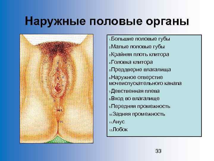 Наружные половые органы Большие половые губы 2. Малые половые губы 3. Крайняя плоть клитора