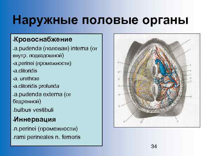 Функции наружных половых органов