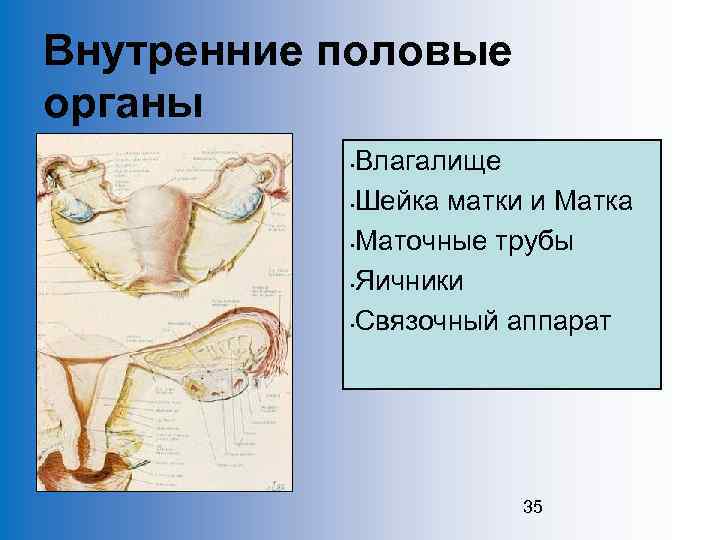 Внутренние половые органы Влагалище • Шейка матки и Матка • Маточные трубы • Яичники