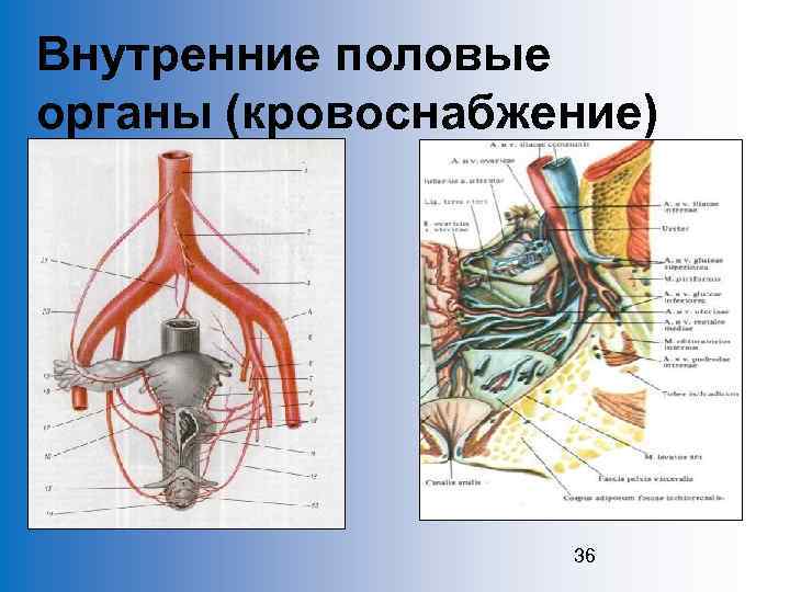 Внутренние половые органы (кровоснабжение) 36 