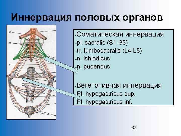 Иннервация половых органов • Соматическая иннервация pl. sacralis (S 1 -S 5) –tr. lumbosacralis