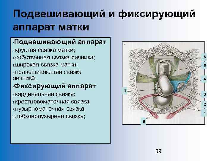 Подвешивающий и фиксирующий аппарат матки • Подвешивающий аппарат круглая связка матки; 2. собственная связка