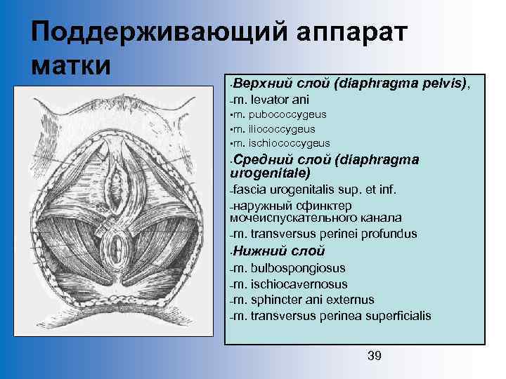 Мочеполовая диафрагма картинки