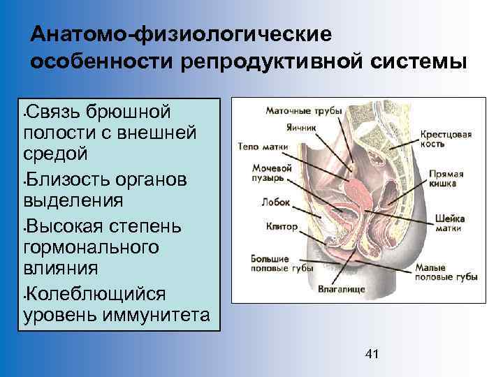Анатомо-физиологические особенности репродуктивной системы Связь брюшной полости с внешней средой • Близость органов выделения