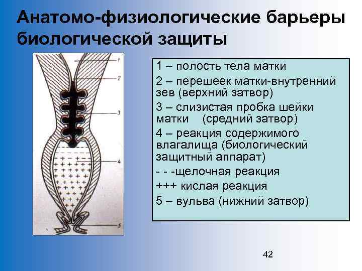 Анатомо-физиологические барьеры биологической защиты 1 – полость тела матки 2 – перешеек матки-внутренний зев