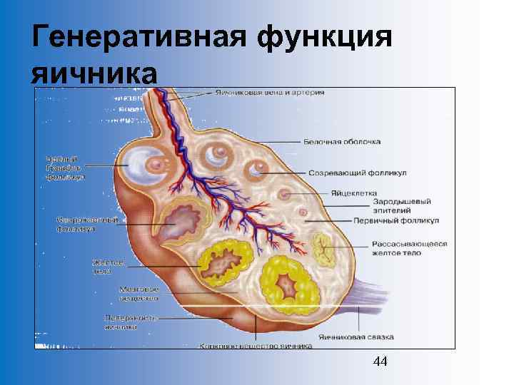 Генеративная функция яичника 44 