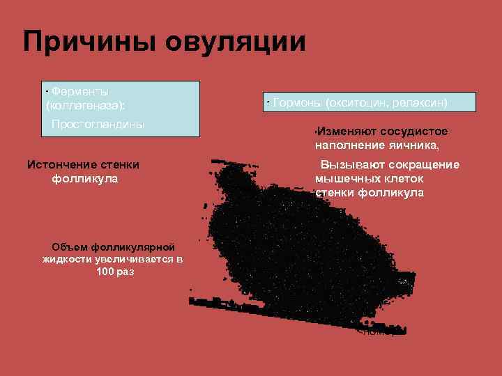 Причины овуляции Ферменты (коллагеназа): Гормоны (окситоцин, релаксин) Простогландины Истончение стенки фолликула Изменяют сосудистое наполнение