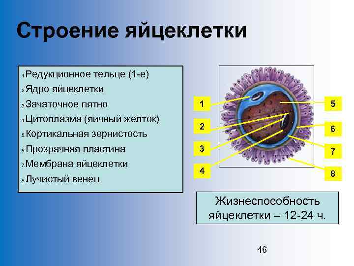 Строение яйцеклетки Редукционное тельце (1 -е) 1. Ядро яйцеклетки 2. Зачаточное пятно 3. Цитоплазма