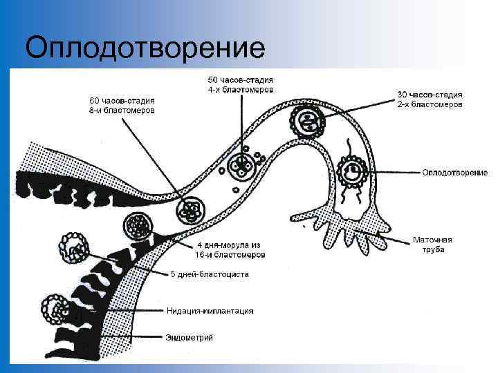 Анатомия и физиология мужской репродуктивной системы презентация