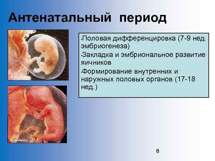Антенатальный период Половая дифференцировка (7 -9 нед. эмбриогенеза) • Закладка и эмбриональное развитие яичников