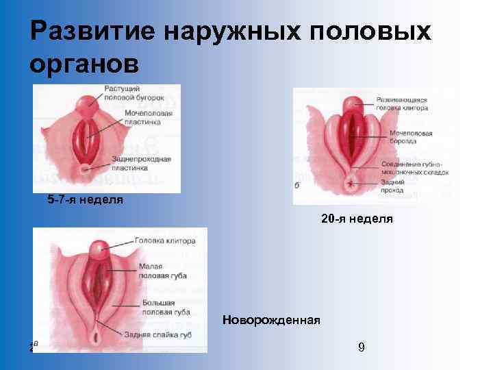 Развитие наружных половых органов 5 -7 -я неделя 20 -я неделя Новорожденная 11. 02.