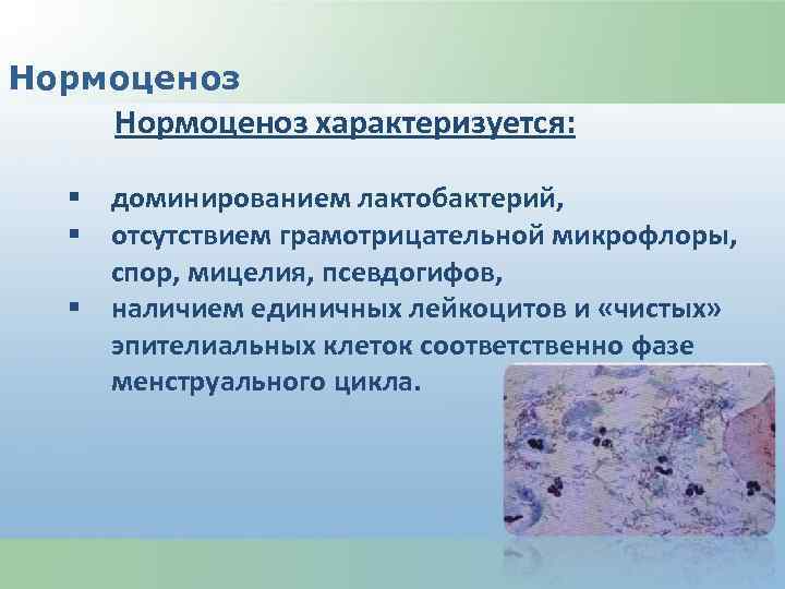 Нормоценоз характеризуется: § доминированием лактобактерий, § отсутствием грамотрицательной микрофлоры, спор, мицелия, псевдогифов, § наличием