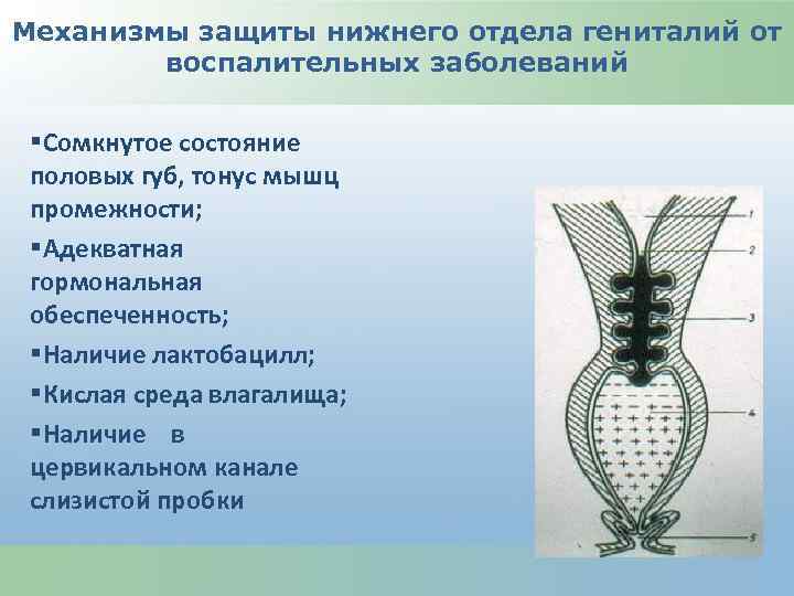 Механизмы защиты нижнего отдела гениталий от воспалительных заболеваний §Сомкнутое состояние половых губ, тонус мышц