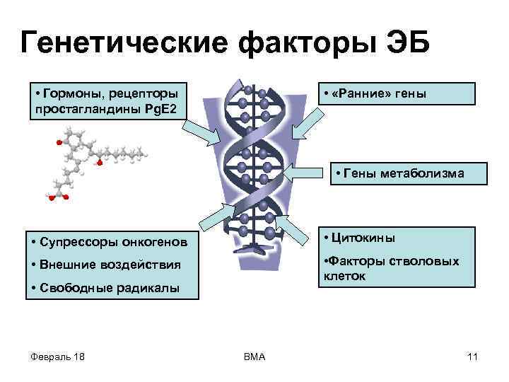 Генетические факторы ЭБ • Гормоны, рецепторы простагландины Pg. E 2 • «Ранние» гены •