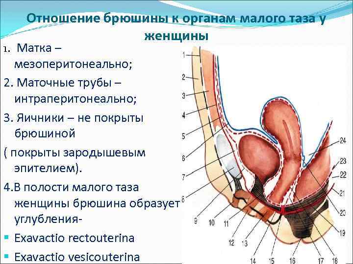 Отношение брюшины к органам малого таза у женщины 1. Матка – мезоперитонеально; 2. Маточные