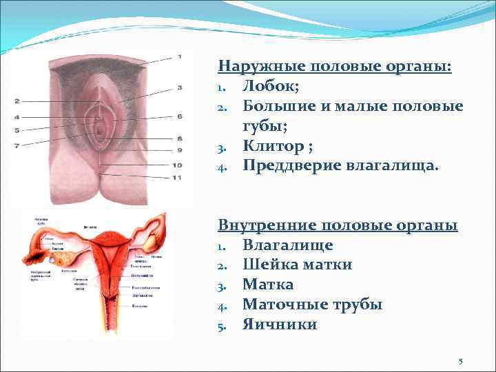 Наружные половые органы: 1. Лобок; 2. Большие и малые половые губы; 3. Клитор ;