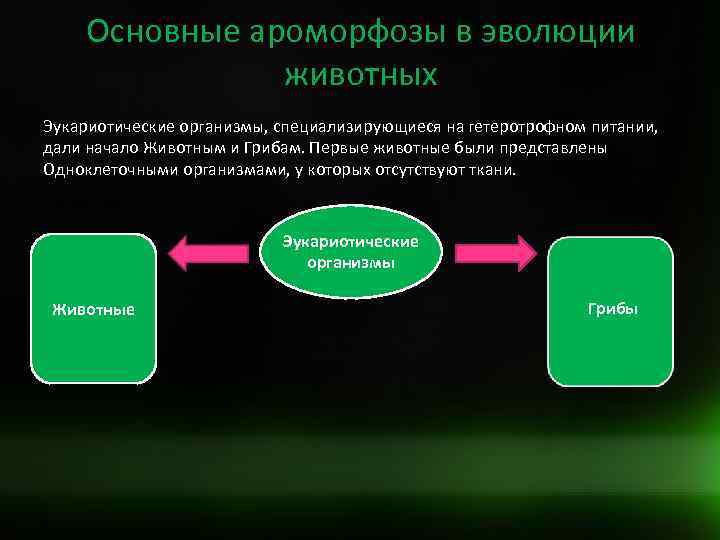 Отсутствуют ткани. Основные ароморфозы. Ароморфозы грибов. Основные ароморфозы животных. Ароморфозы бактерий.