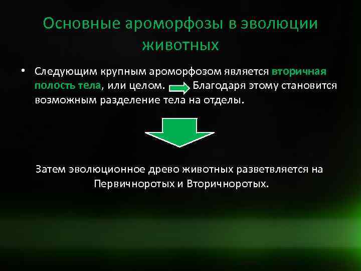 Основные ароморфозы в эволюции животных • Следующим крупным ароморфозом является вторичная полость тела, или