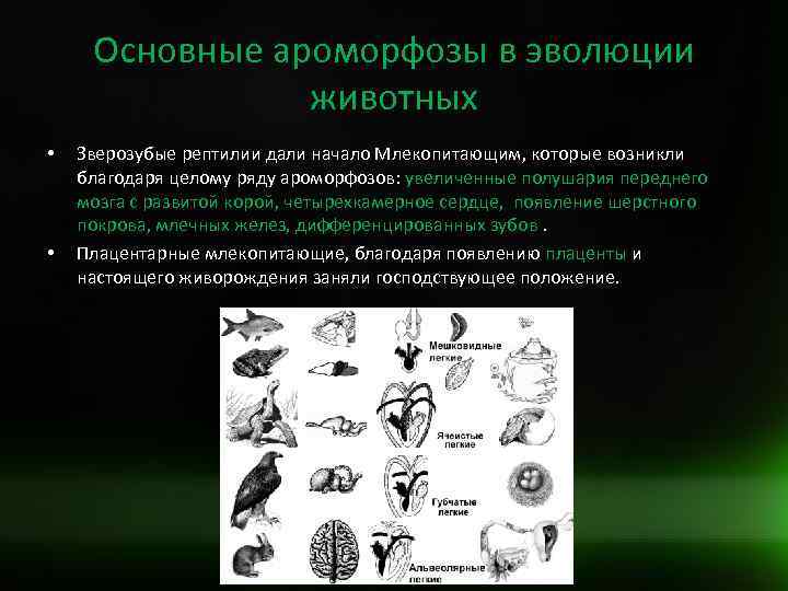 Появление рогов у копытных ароморфоз. Основные ароморфозы животных. Ароморфозы в эволюции животных. Класс млекопитающие ароморфозы. Ароморфозы позвоночных животных.