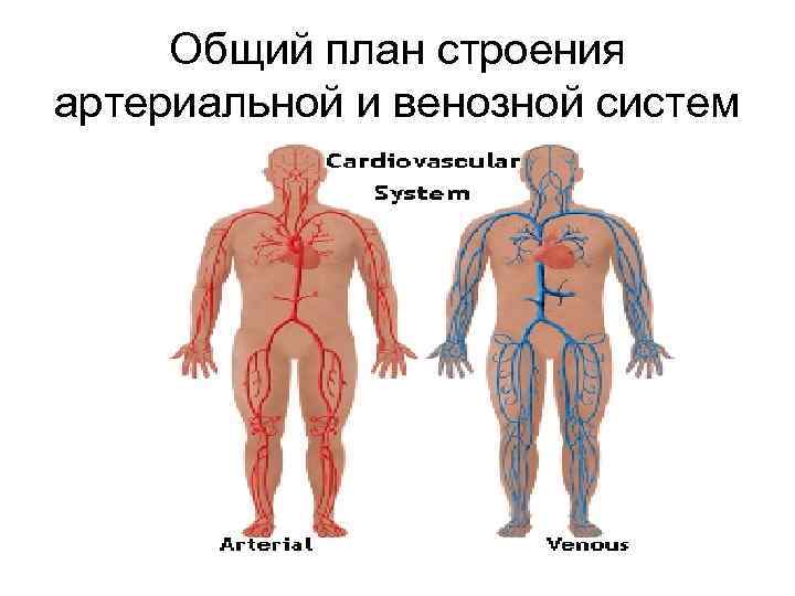 Вены общий план строения