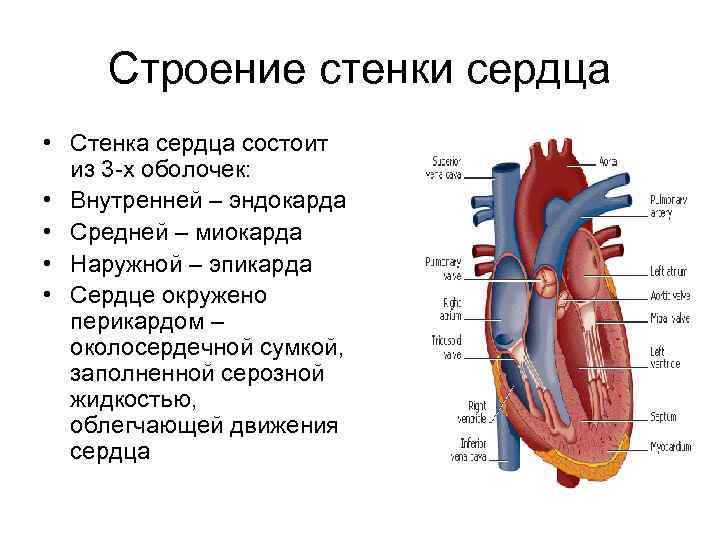 Из чего состоит сердце