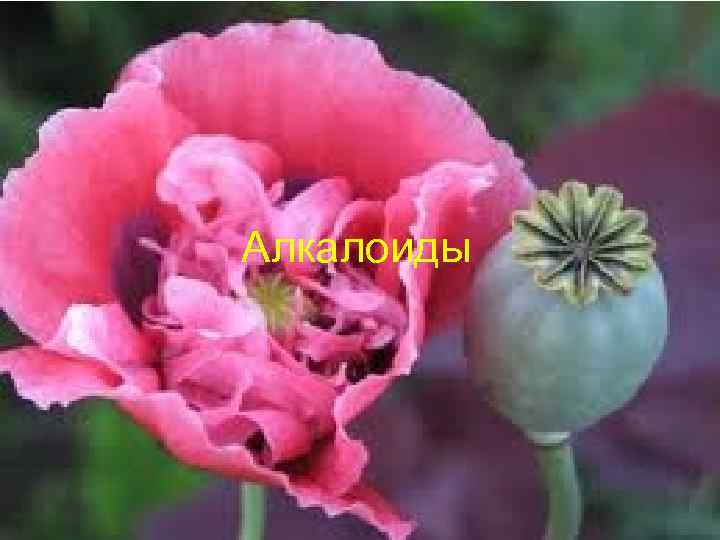 Алкалоиды 