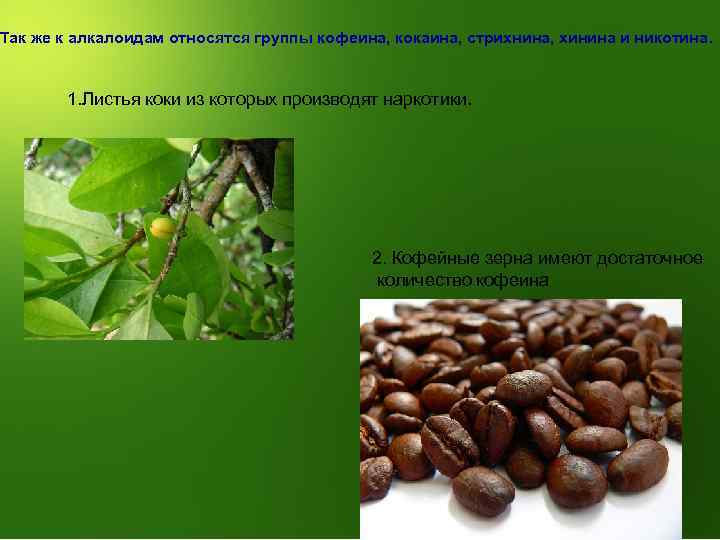 Так же к алкалоидам относятся группы кофеина, кокаина, стрихнина, хинина и никотина. 1. Листья