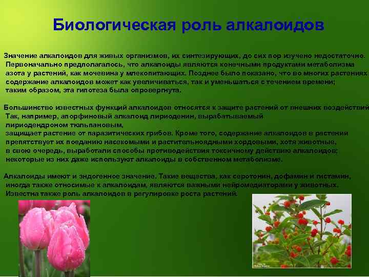 Биологическая роль алкалоидов Значение алкалоидов для живых организмов, их синтезирующих, до сих пор изучено