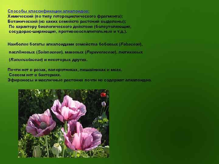 Способы классификации алкалоидов: Химический (по типу гетероциклического фрагмента); Ботанический (из каких семейств растений выделены);