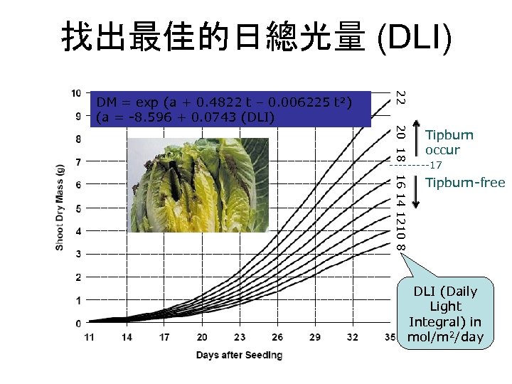 找出最佳的日總光量 (DLI) 22 DM = exp (a + 0. 4822 t – 0. 006225